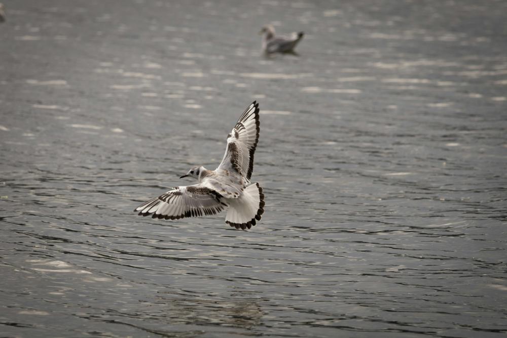 Polish birds