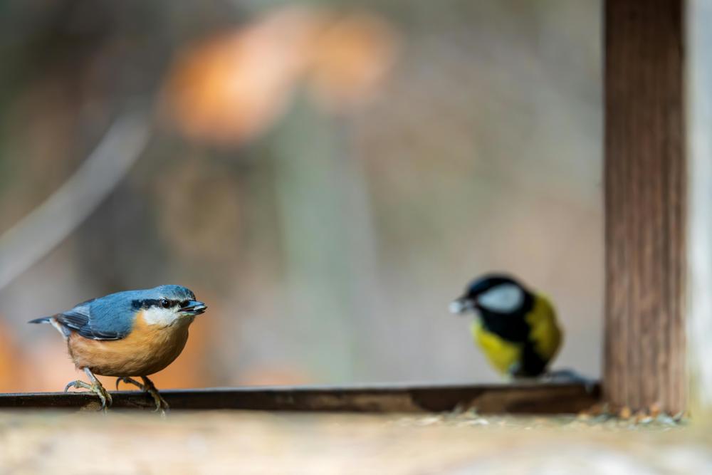 Polish birds