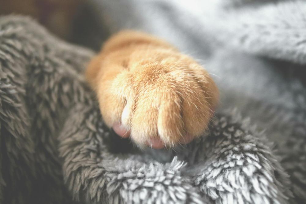 cat paw