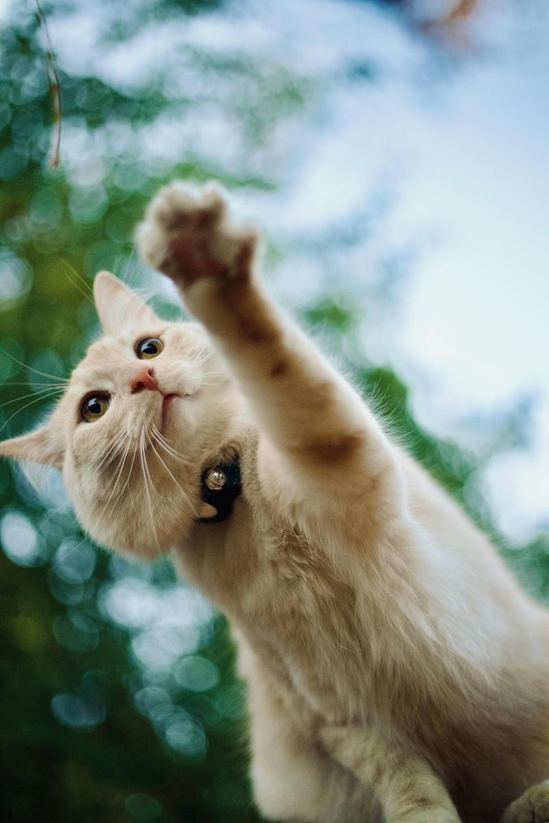 cat paw