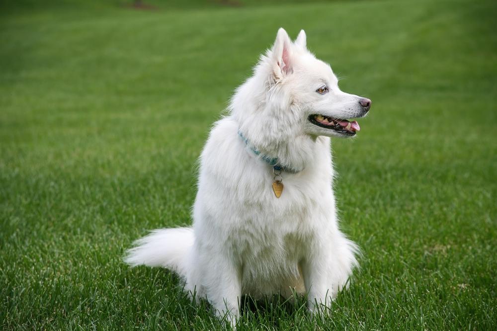 cool dog