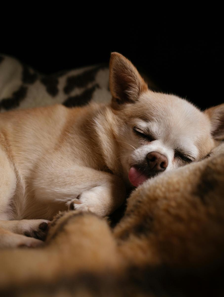dog bed