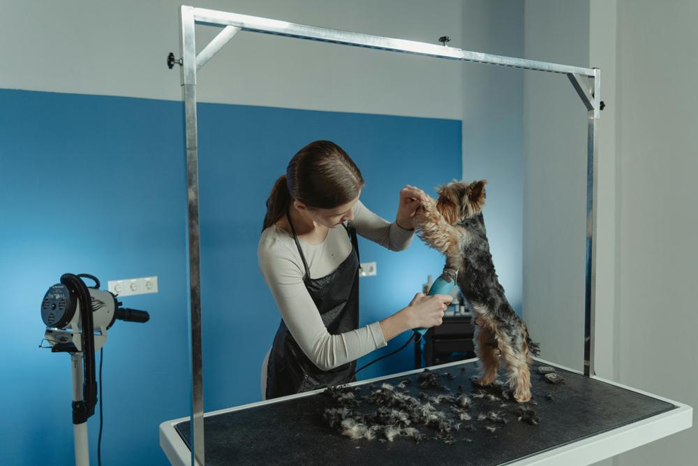 dog grooming