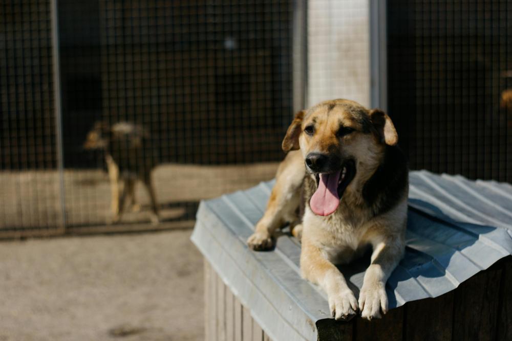 dog kennel