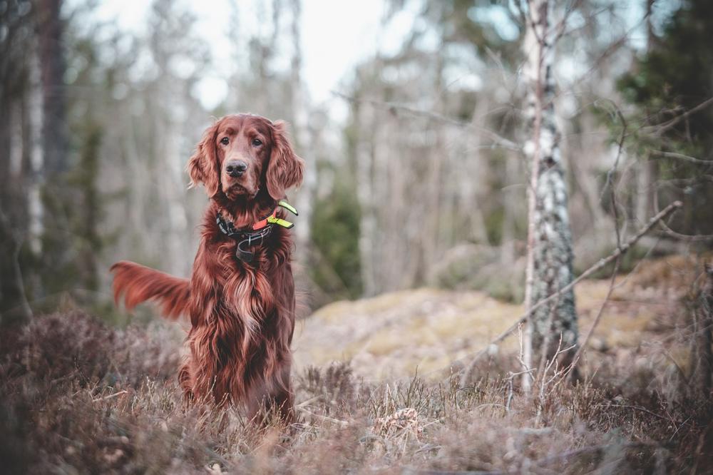 dog training