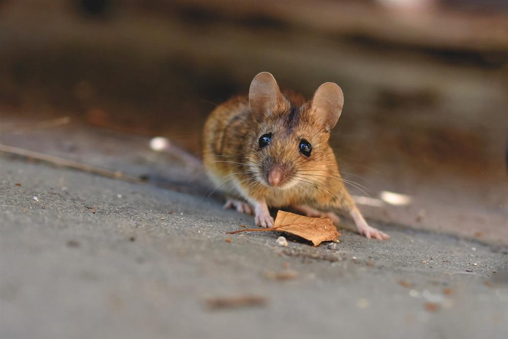 mouse trap