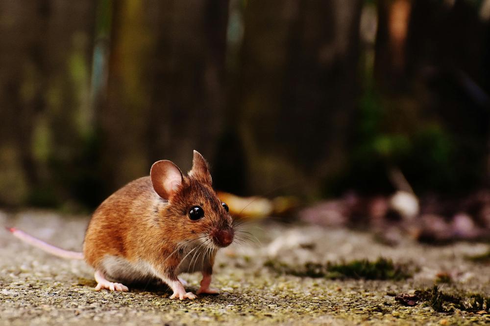 mouse trap