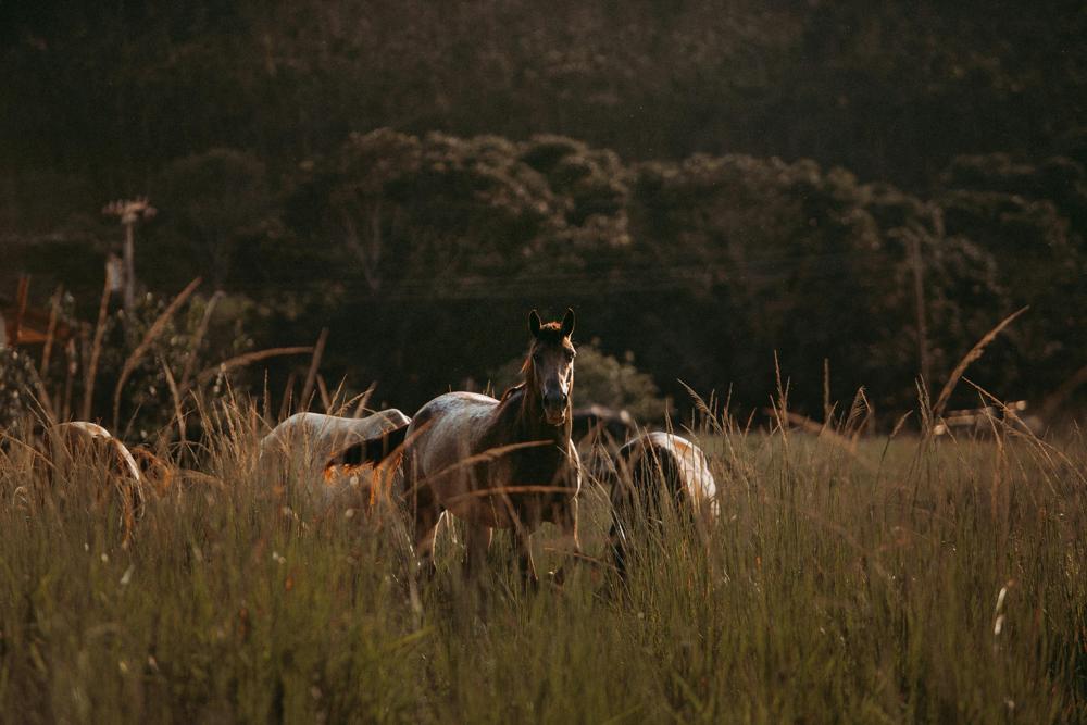 peaceful horse
