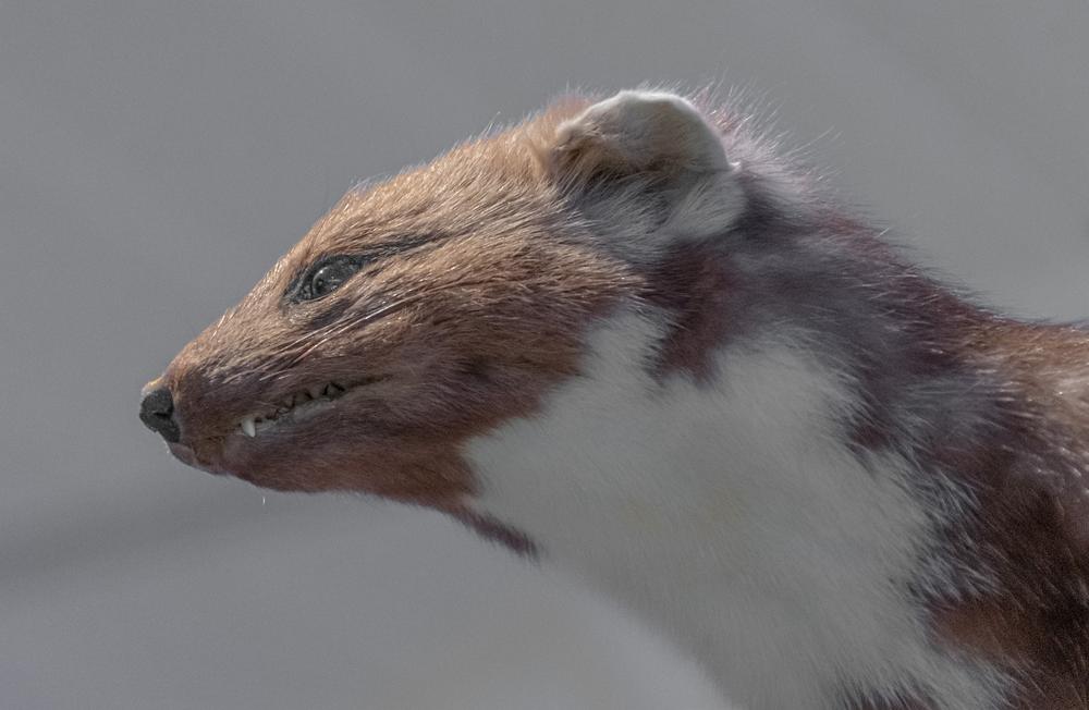 pine marten