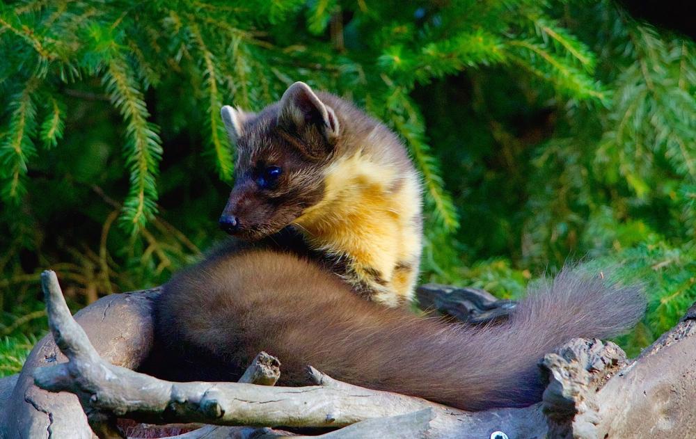 pine marten