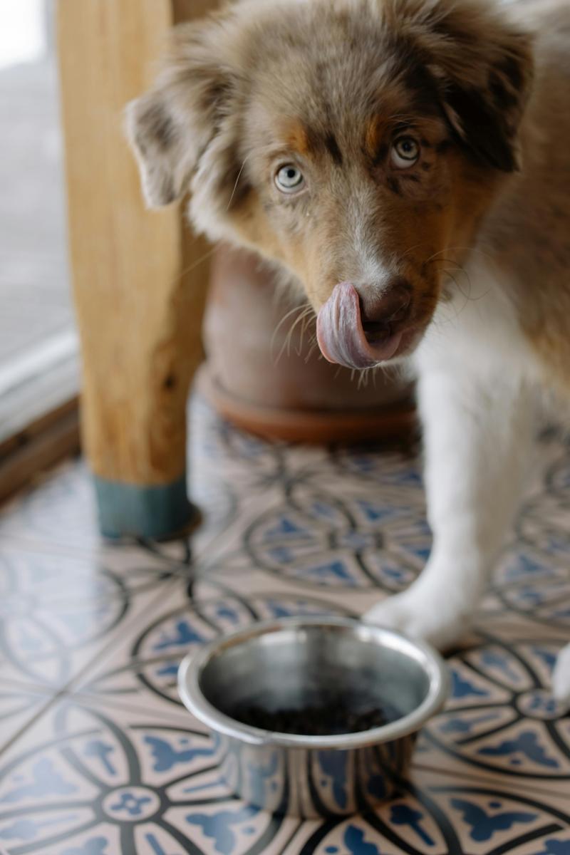 puppy food-d547d3b6ffe94dce83d458ed73f683ab.jpg puppy food