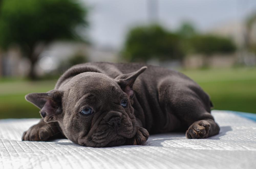puppy food-d547d3b6ffe94dce83d458ed73f683ab.jpg puppy food