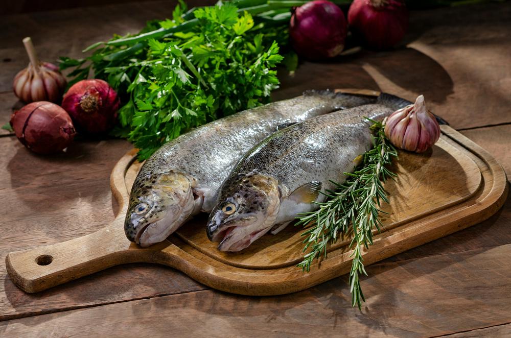 rainbow trout