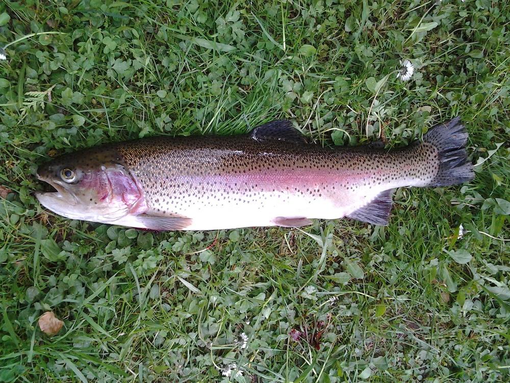 rainbow trout