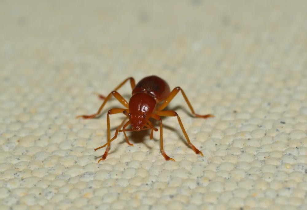 reddish-brown insect