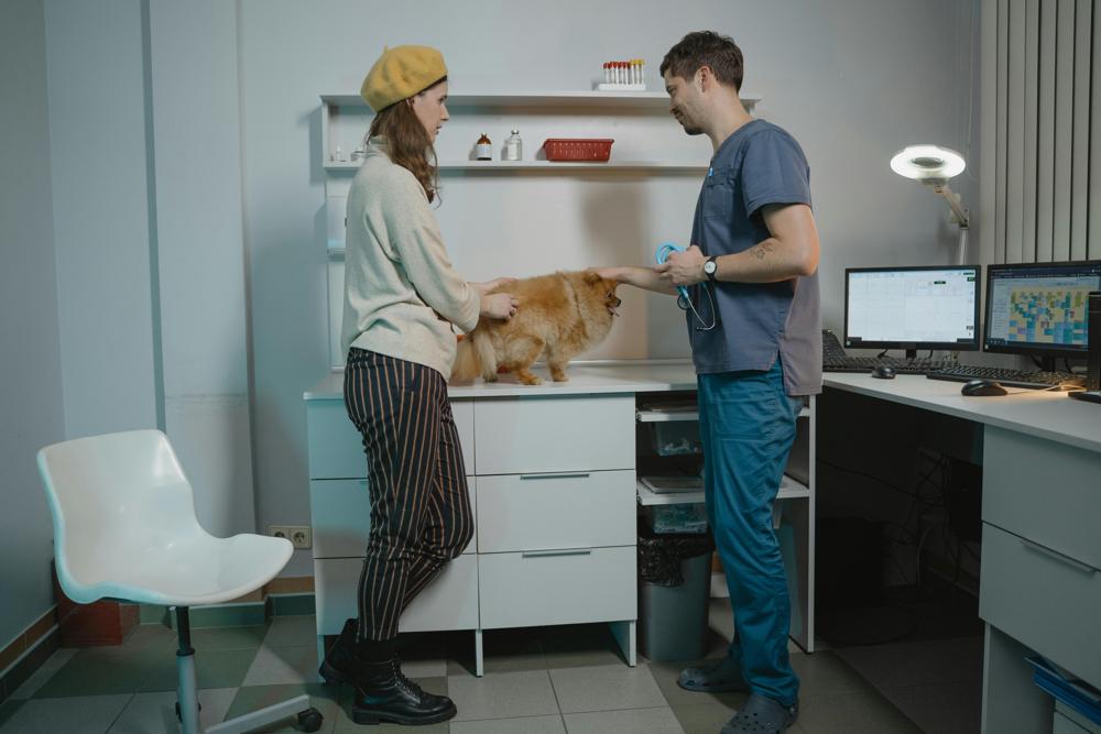 veterinarian examining dog
