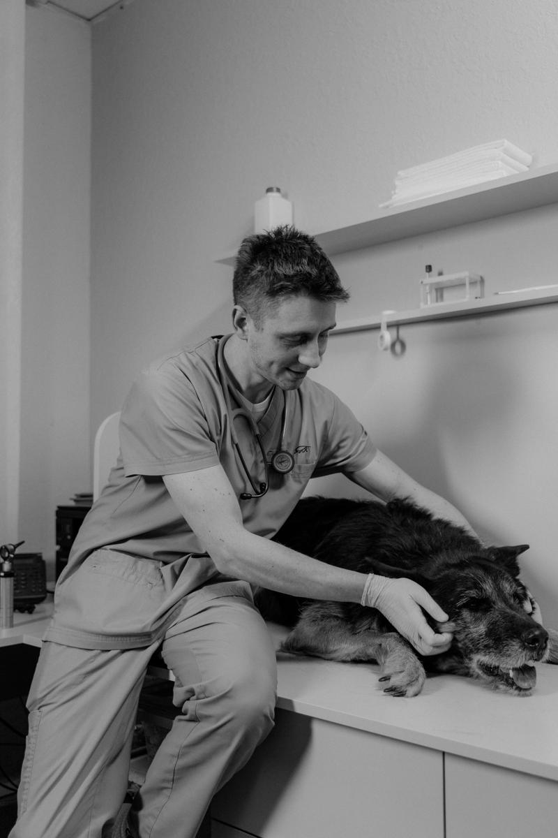 veterinarian examining dog