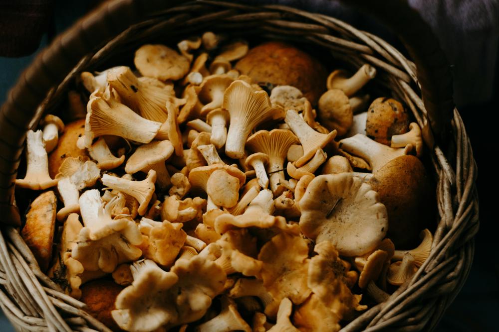 wild mushrooms
